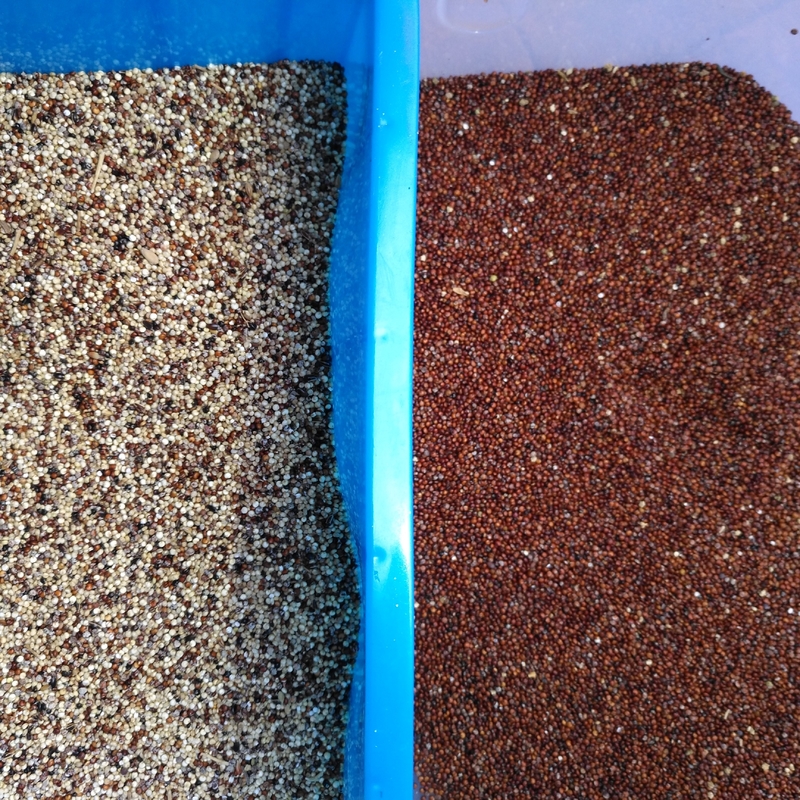 WENYAO Grain Sorter High Performance voor de Lijn van de Peperopbrengst