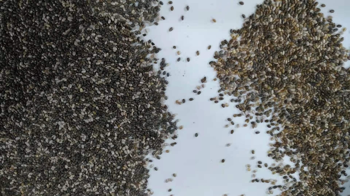 Chia Seeds-de Hoge Precisie van de Kleurensorteermachine in China