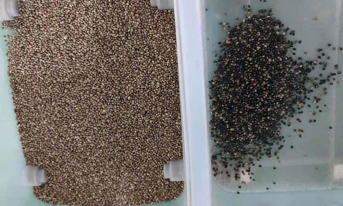 Intelligente de Kleurensorteermachine van het Korianderzaad met 7 Dienbladen