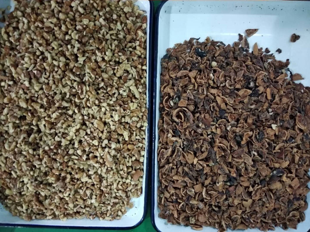 WENYAO Walnut Shell Removal Machine-AI van het Zaadonderzoek de Sorteerdersmachine van de Nootkleur