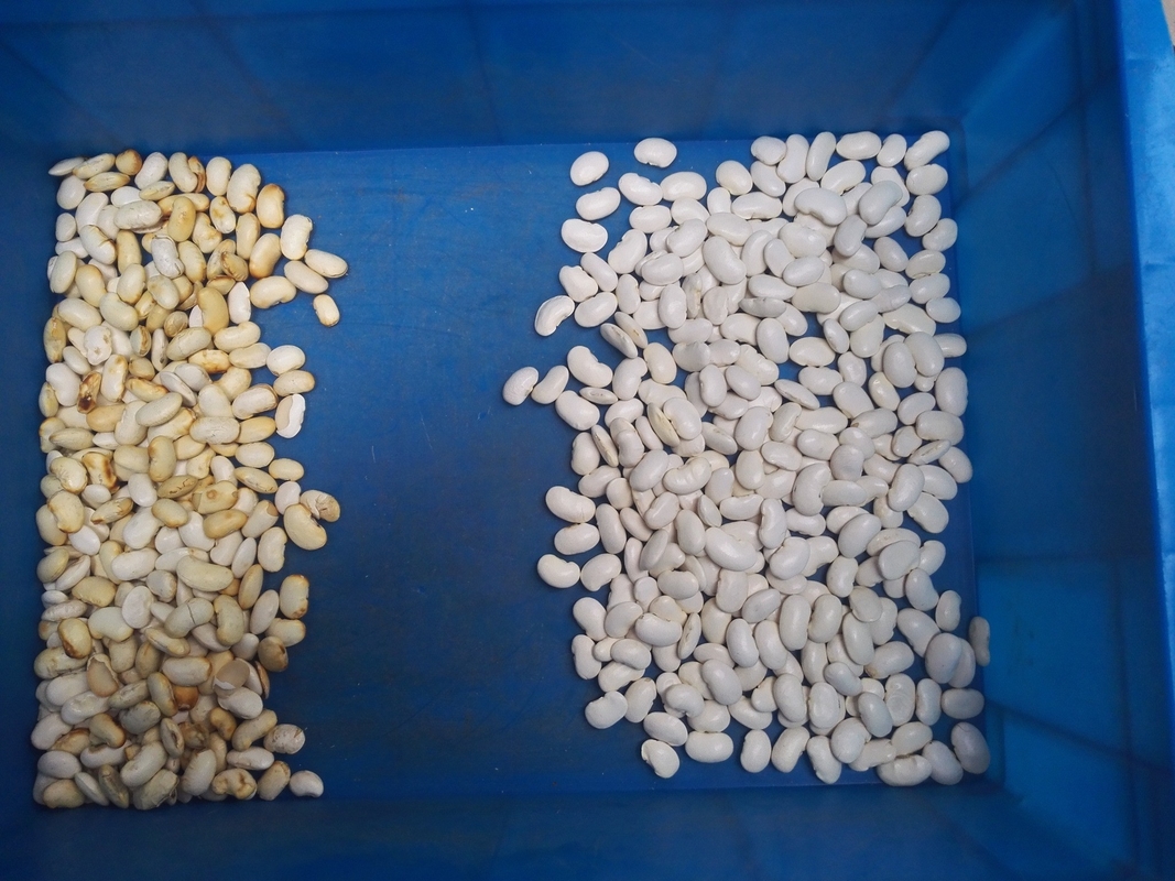3 van de de Kleurensorteermachine van de hellingen Optische Witte Zwarte peper Multifunctionele Intelligent