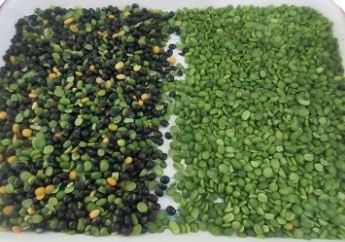 Wenyao Hoge nauwkeurigheid Kleur Sorter Bonen Graan Granen Tarwe Maïs Zaden Theegranen Kleur Sorter Wifi afstandsbediening