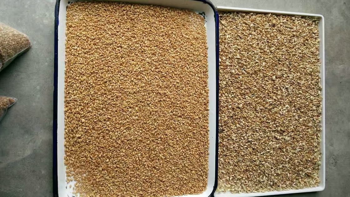 Chia Seeds Color Sorter Machine met Beeldanalyse en AI Zelf het Leren Technologie