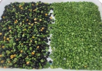 Van de de Kikkererwtenpinda van de graanokkernoot de Sorteermachine van de de Kardemomkleur van Olive Color Separator Roasted Nut
