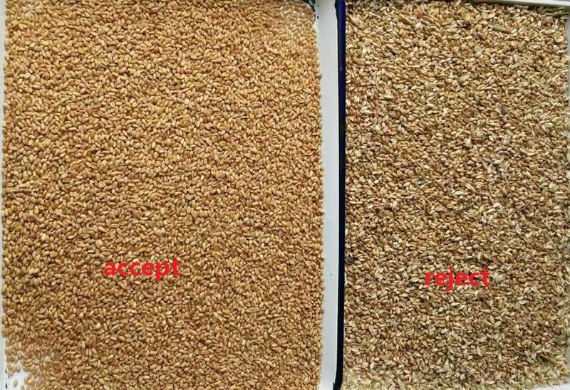 5 schachten Schimmelgranen Kleur Sorteermachine Schimmelverwijdering Granen Optische Graan Kleur Sorteermachine Voor Granen Grader Separator