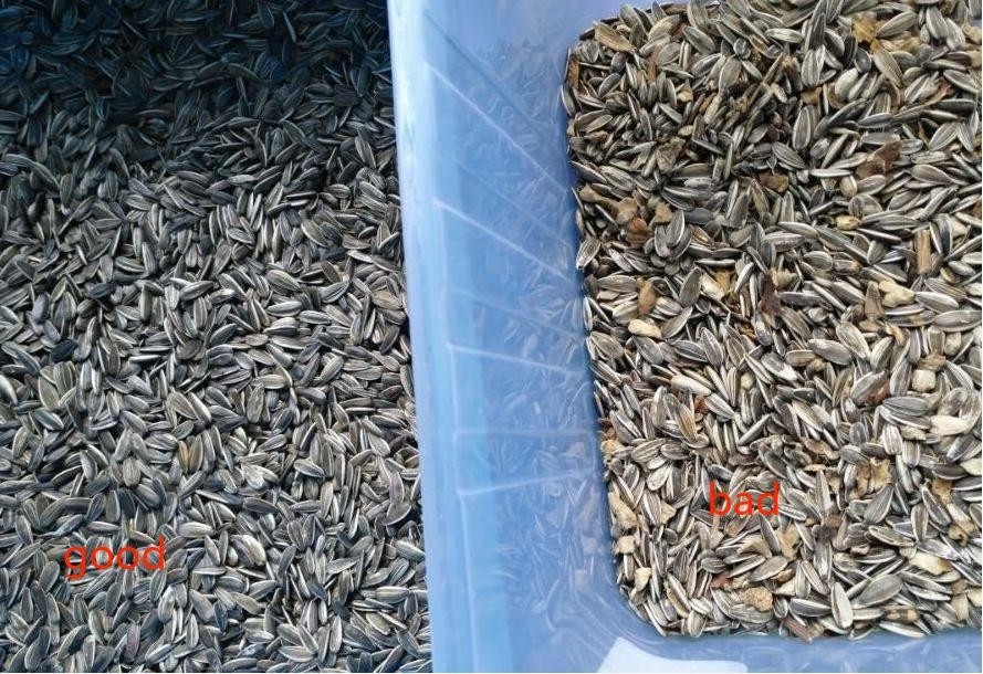 Zonnebloempitten Kleur Sorter Koffiebonen Tarwe Rijst Kleur Sorter