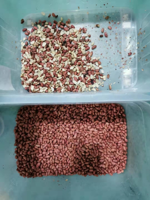 Professionele 192-kanaals korrelkleur sorteermachine voor het sorteren van pinda's / maïs / rij