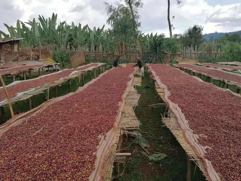 Wenyao Intelligent Coffee Cherry Color Sorter Multifunktioneel kleur sorteren machine voor vers en bevroren fruit