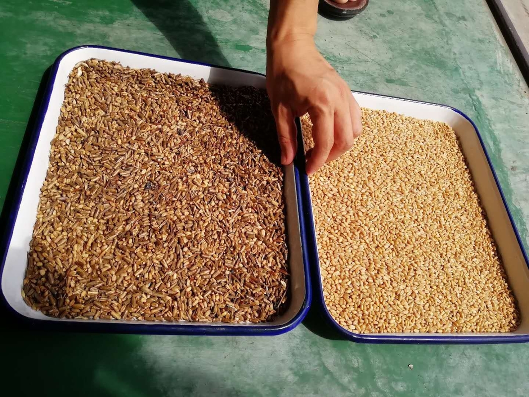 Multifunktioneel graan Wenyao kleur sorteren machine / rijst kleur sorteren machine