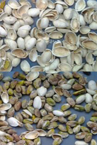 Wenyao Pine Nuts Kleur Sorter Machine Pistaciosa Sorter Machine Macadamia Nuts Kleur Sorter