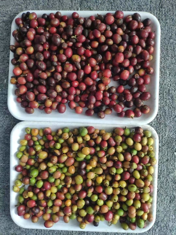 Mini Belt Optische Kleur Sorter Voor Koffie Kersen Gebruik Voor Koffiebonen Fabrikant