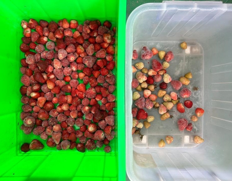Roestvrij staal waterdicht bevroren stro-bessen blauwe bessen kleur sorteerder kleur sorteermachine