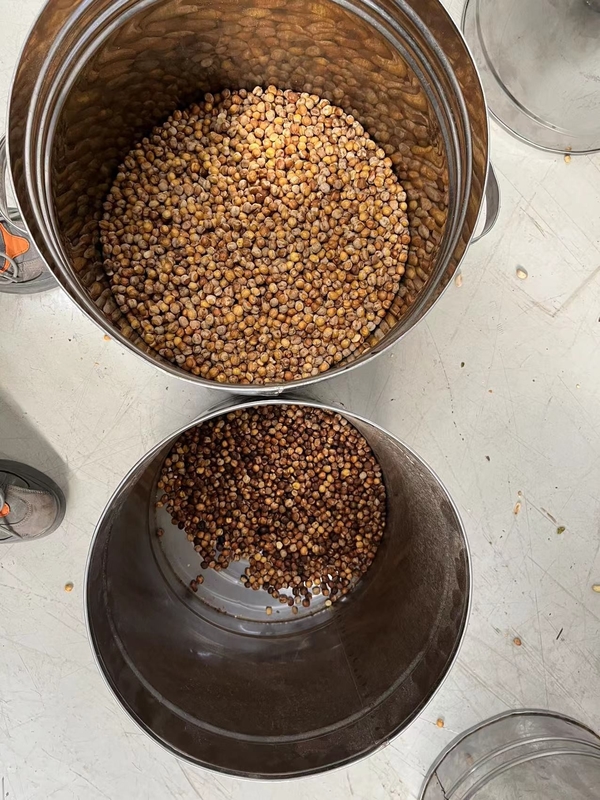 Wenyao Chickpea Kleur Sorteren Machine Automatische Intelligente Bonen Kleur Sorteren