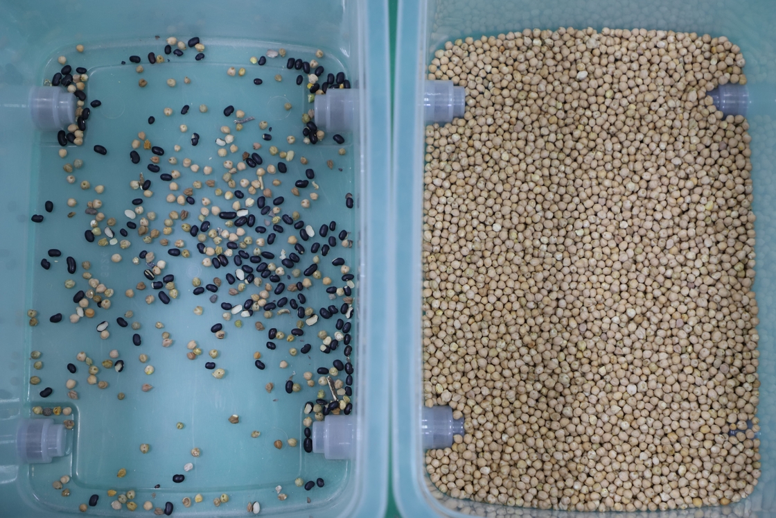 Wenyao 7 Chute Chinese fabrikant Kleur sorteren machine Chickpea kleur sorteren