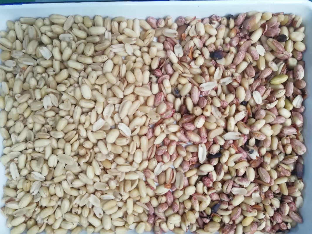 Wenyao Chinese fabrikant Chute Style Peanut Color Sorter Nuts Color Sorting Machine