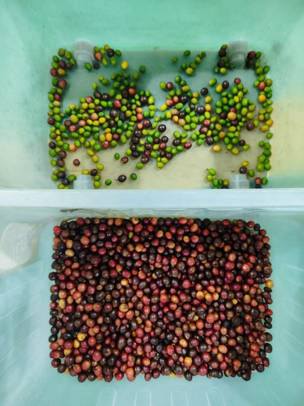 Wenyao Fabriek Koffie Kersen Kleur Sorteren Machine Automatische Kleur Sorteren