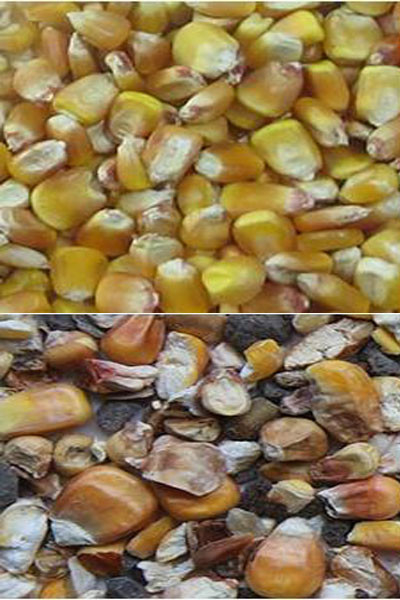 Multifunktioneel Intelligent Corn Color Sorter CCD Camera Kleur Sortering Machine