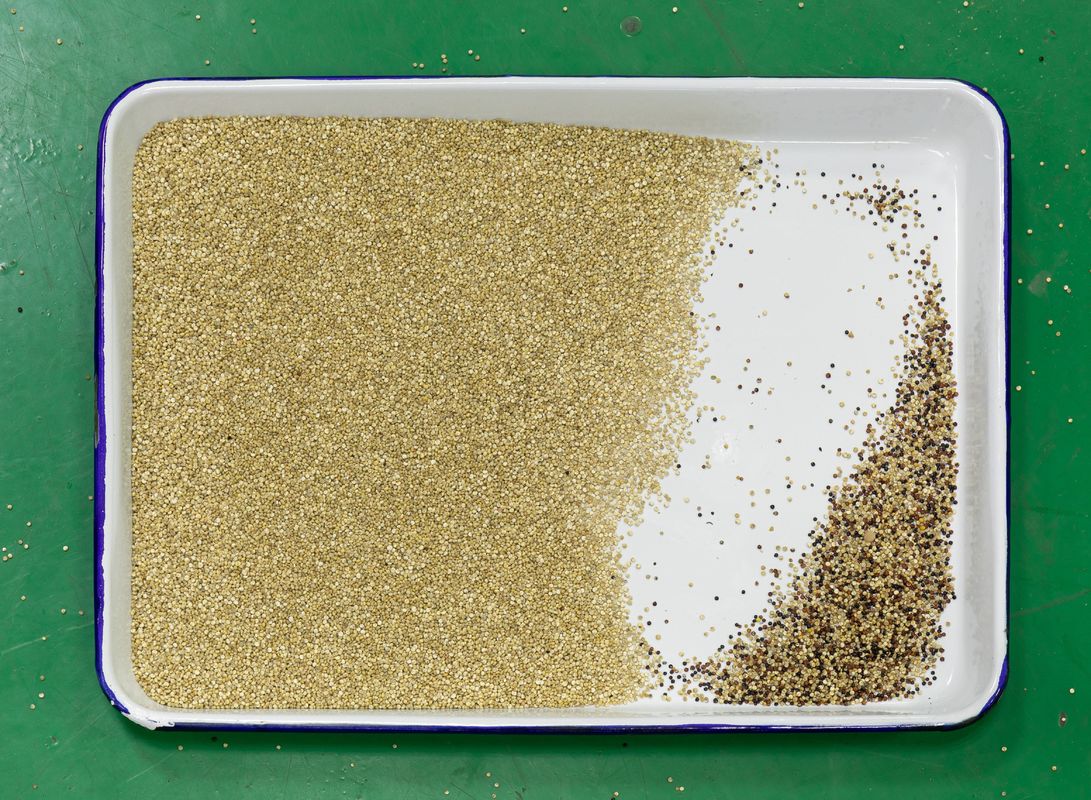 Automatisch 7 Chute Style High Technology AI Roseship Seed Rapseeds Kleur Sorter Machine