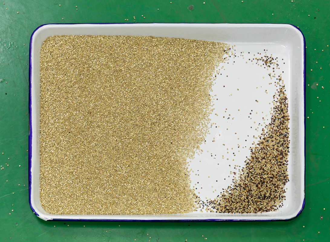 Automatisch 7 Chute Style High Technology AI Roseship Seed Rapseeds Kleur Sorter Machine