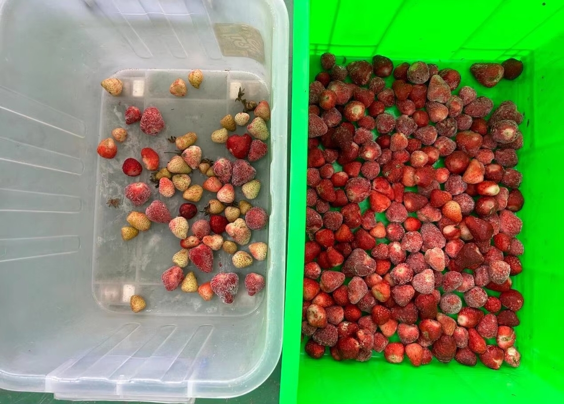 Wenyao aardbeien Kleur Sorter Intelligente riem Kleur Sorteringsmachine voor Bevroren Fruit Koffie Kersen Bosbessen aardbeien