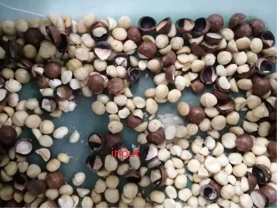 Machine voor het sorteren van macadamia-noten met grote capaciteit