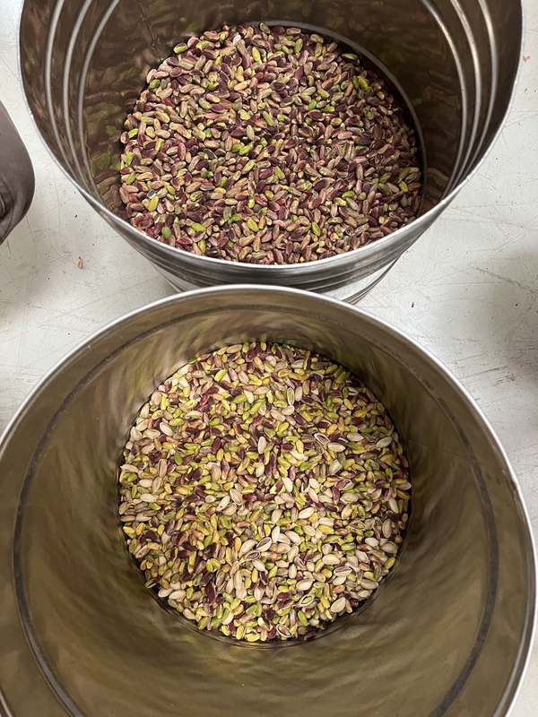 Professionele 2 Chute AI Leer Hazelnoot Pistachio Noot Kleur Sorter Machine