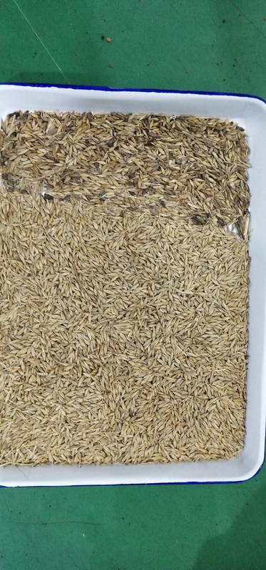 Intelligente optische CCD-camera Barley Wheat Color Sorting Machine