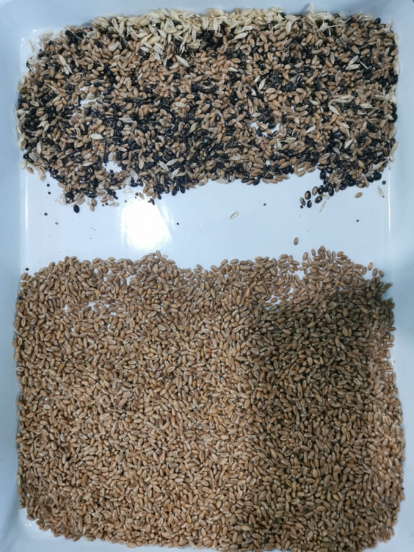 Wenyao 5 Chute Multifunctionele Sorghum Maïs Maïs Tarwe Gerste Rijst Kleur Sorteren Machine