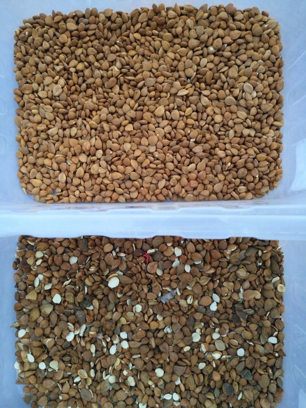 Wenyao Hoge sorteringssnelheid Goede prijs Intelligente Cashew Nuts Amandel Kleur Sorteren Machine