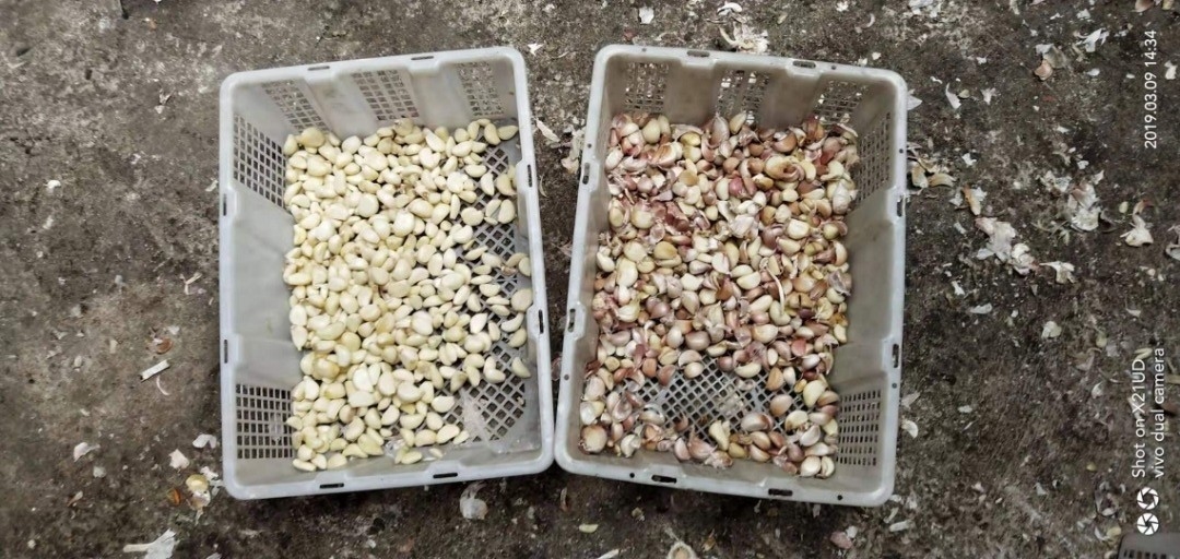 Garlic Clove Sorting Machine Garlic Color Sorter voor voedselverwerking