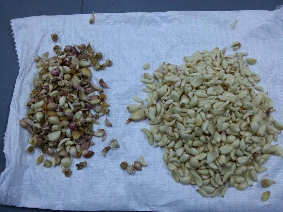 Garlic Clove Sorting Machine Garlic Color Sorter voor voedselverwerking