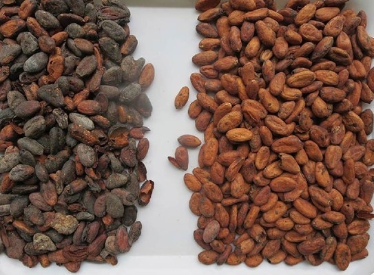 Wenyao Light Source Full Color Detection for Cocoa Beans Refining Color Sorter