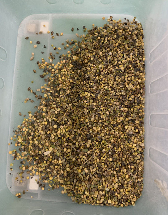 Wenyao Full Automatic 3 Chute Soja Broad Kidney Bean Kleur Sorter Machine