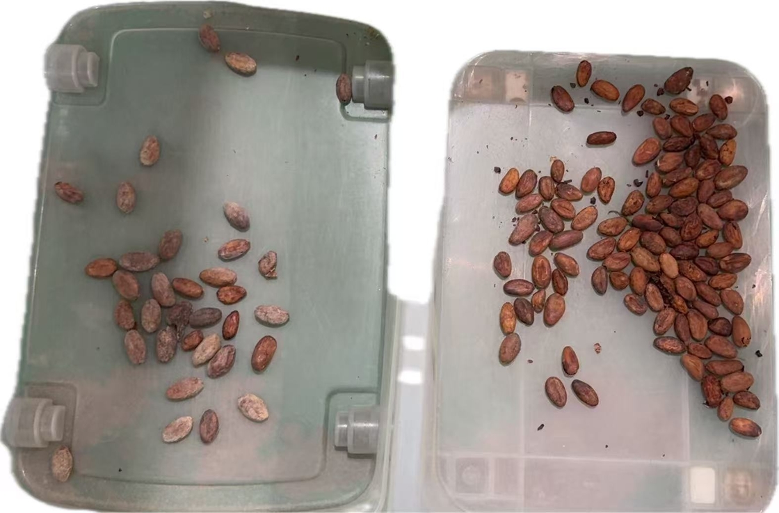Wenyao 2025 nieuwste Chinese fabriek optische sorter leverancier cacao noten kleur sorter machine