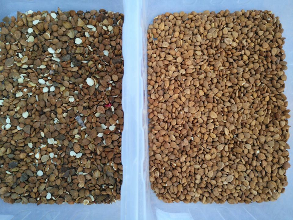 Wenyao Multi-van de de Camerakleur van de functie de Volledige Kleur CCD van de de Sorteermachineamandel Sorteerder van de de Nootkleur