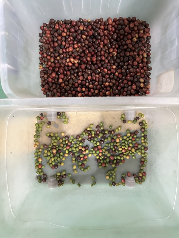 Wenyao CCD optische kleursorteermachine voor koffiebonen Granen Rijst