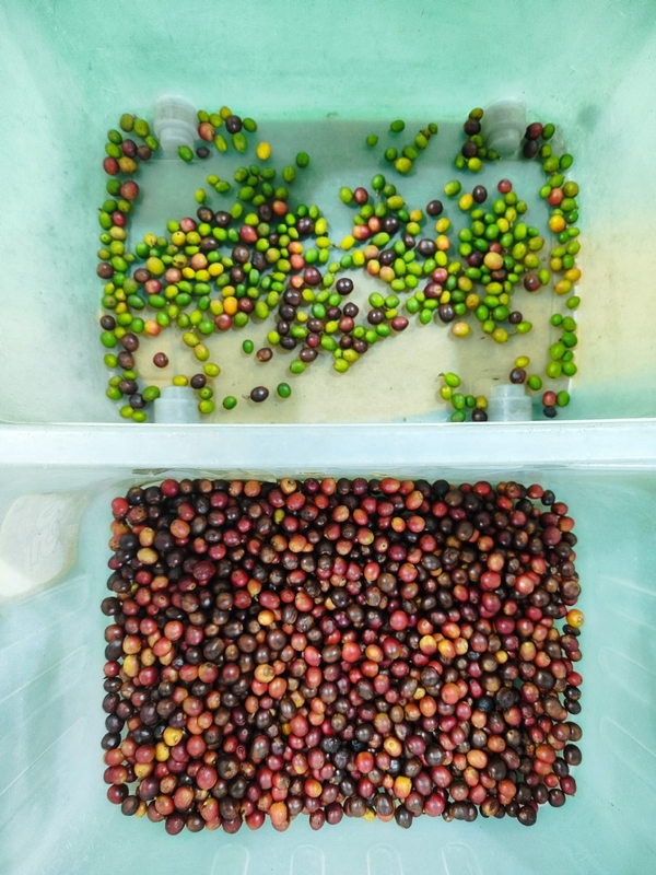 Wenyao CCD Kleursorteerder voor Koffiebonen met 99,99% Nauwkeurigheid