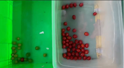 Industriële tomaten cherry kleur sorteermachine 1000 kg/u roestvrij staal