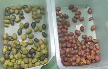 Intelligente optische koffiekers kleursorteerder Kleine aardappel sorteermachine Blauwe bes kleursorteerder