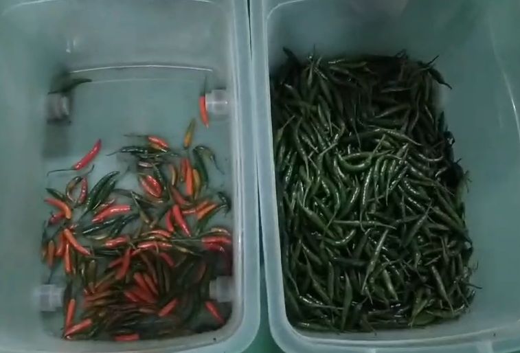 Goedkope optische intelligente visie Chili sorteren machine Minerale steenkool brandstof kleur sorteren