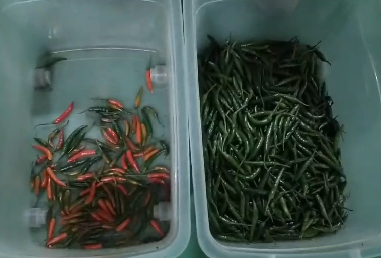 WENYAO Optische riem Kleur Sorter Hibiscus Cinamon Sticks Chili Kleur Sorteren Machine met hoge sorteringsnauwkeurigheid