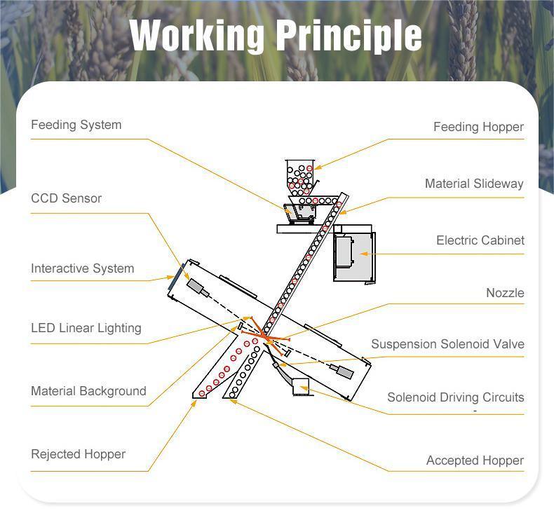 WENYAO Stable operation Machines Self-cleaning for Bean Sorting Factories Optische sorter