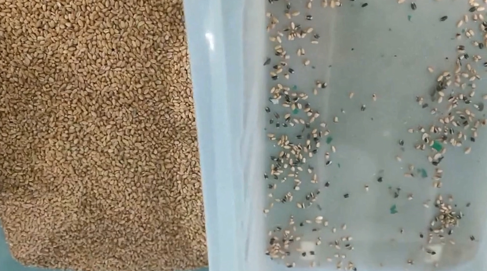 600mm Belt Width High Capacity Juniper Color Sorter Dried Mulberries Blueberry Grain Color Sorting Machine