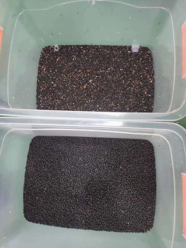 WENYAO High Quality Optical Beans Color Sorter for Soyeben Black White Beans Sorting