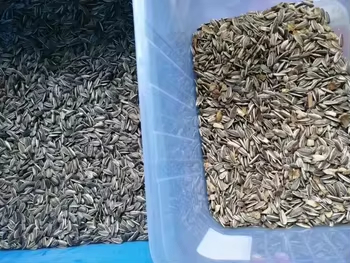 Gekookte rijst geel millet kleur sorteren machine 5 schachten scheiden machine tarwe kleur sorteren