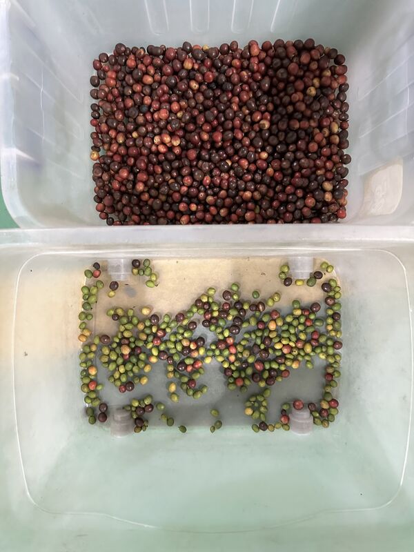 Wenyao 2025 Nieuwste Twee Gordel Breed Lage Snelheid Anti-breuk aardbeien Blauwe bessen Kleur Sorter Machine Automatische Koffie Kersen Kleur Sorteren Machine