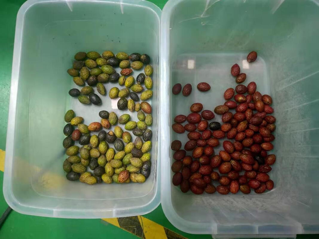 Wenyao 2025 Nieuwste Twee Gordel Breed Lage Snelheid Anti-breuk aardbeien Blauwe bessen Kleur Sorter Machine Automatische Koffie Kersen Kleur Sorteren Machine