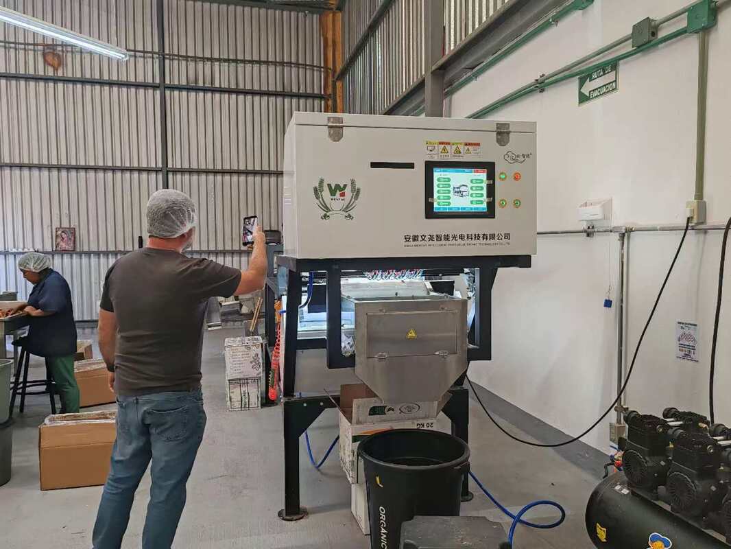 Belt Sorter Machine to Sort Unpeeled Garlic and Sorting Unpeeled Black Spots Garlic in Garlic Cleaning and Processing Line