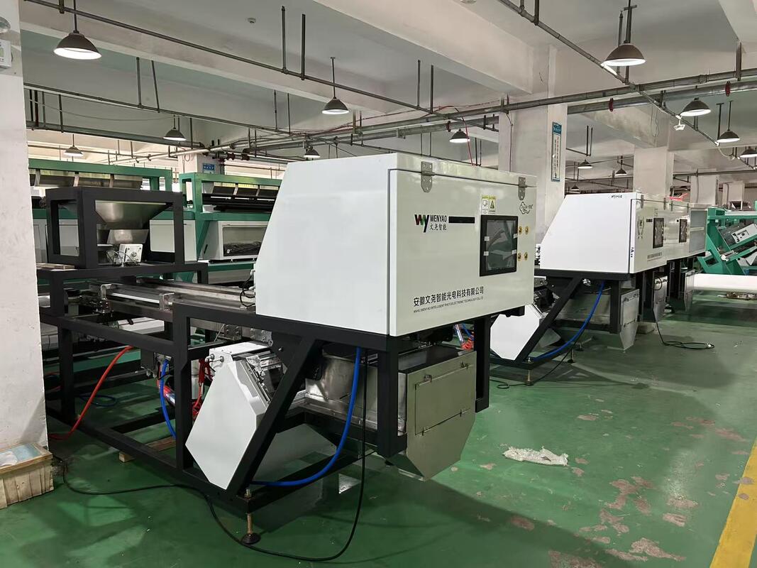 Belt Sorter Machine to Sort Unpeeled Garlic and Sorting Unpeeled Black Spots Garlic in Garlic Cleaning and Processing Line