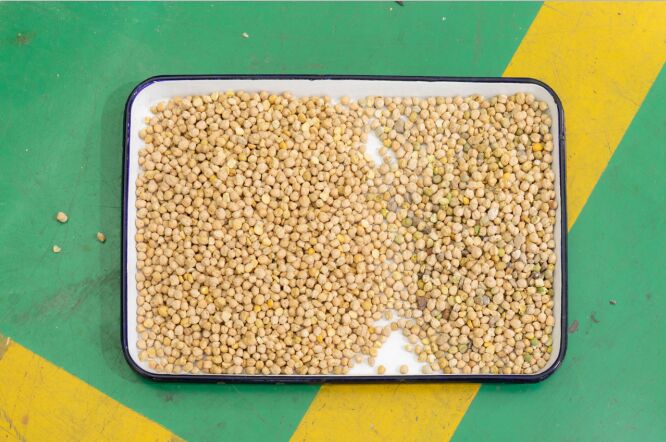 WENYAO 8-kanaals pulsen sorteermachine voor linzen, kikkererwten, optische bonen kleursorteerder te koop